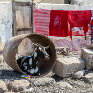 Tales of the Djibouti By Camille Massida